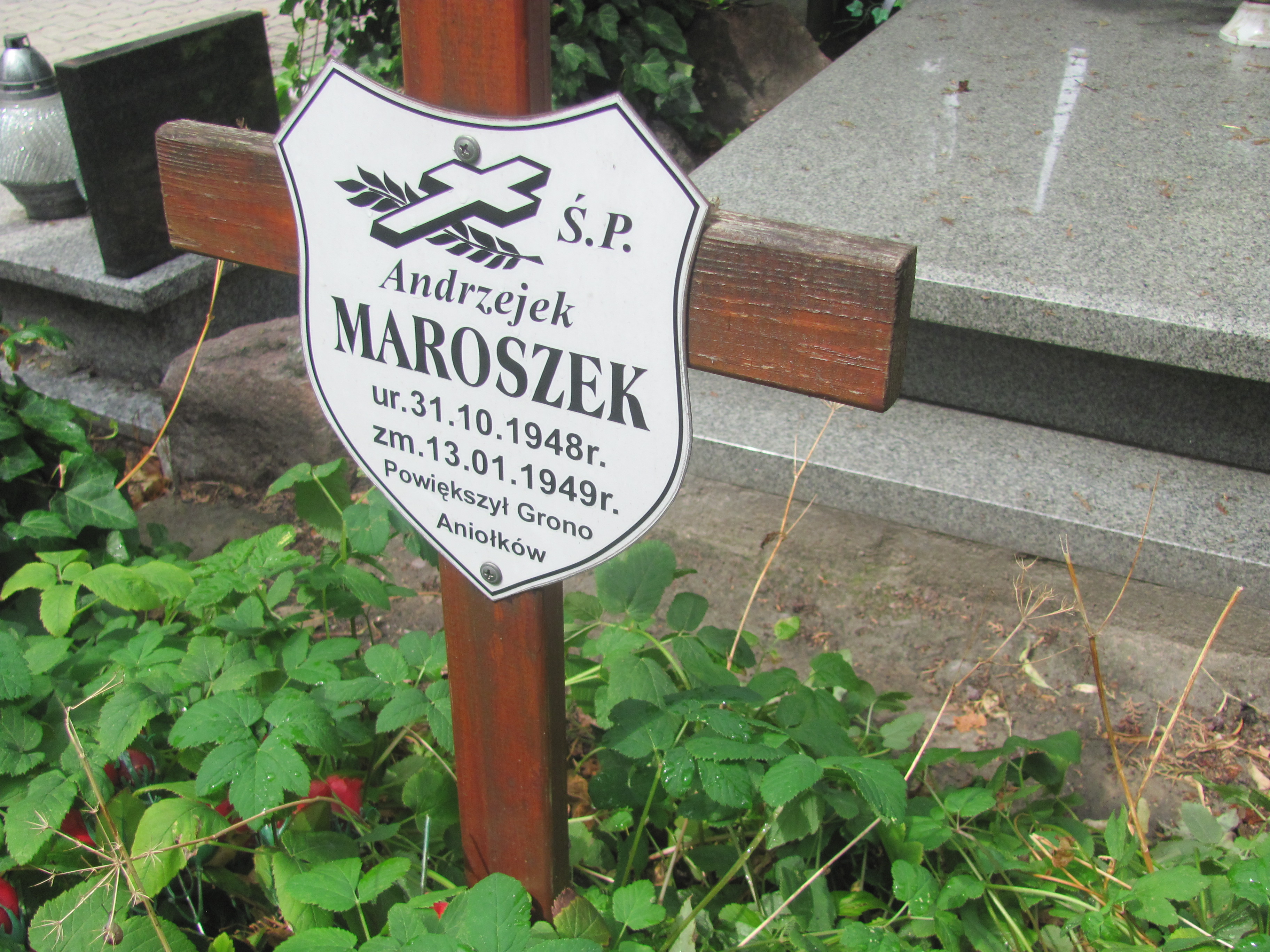 Andrzej Maroszek 1948 Kalisz Katedra - Grobonet - Wyszukiwarka osób pochowanych