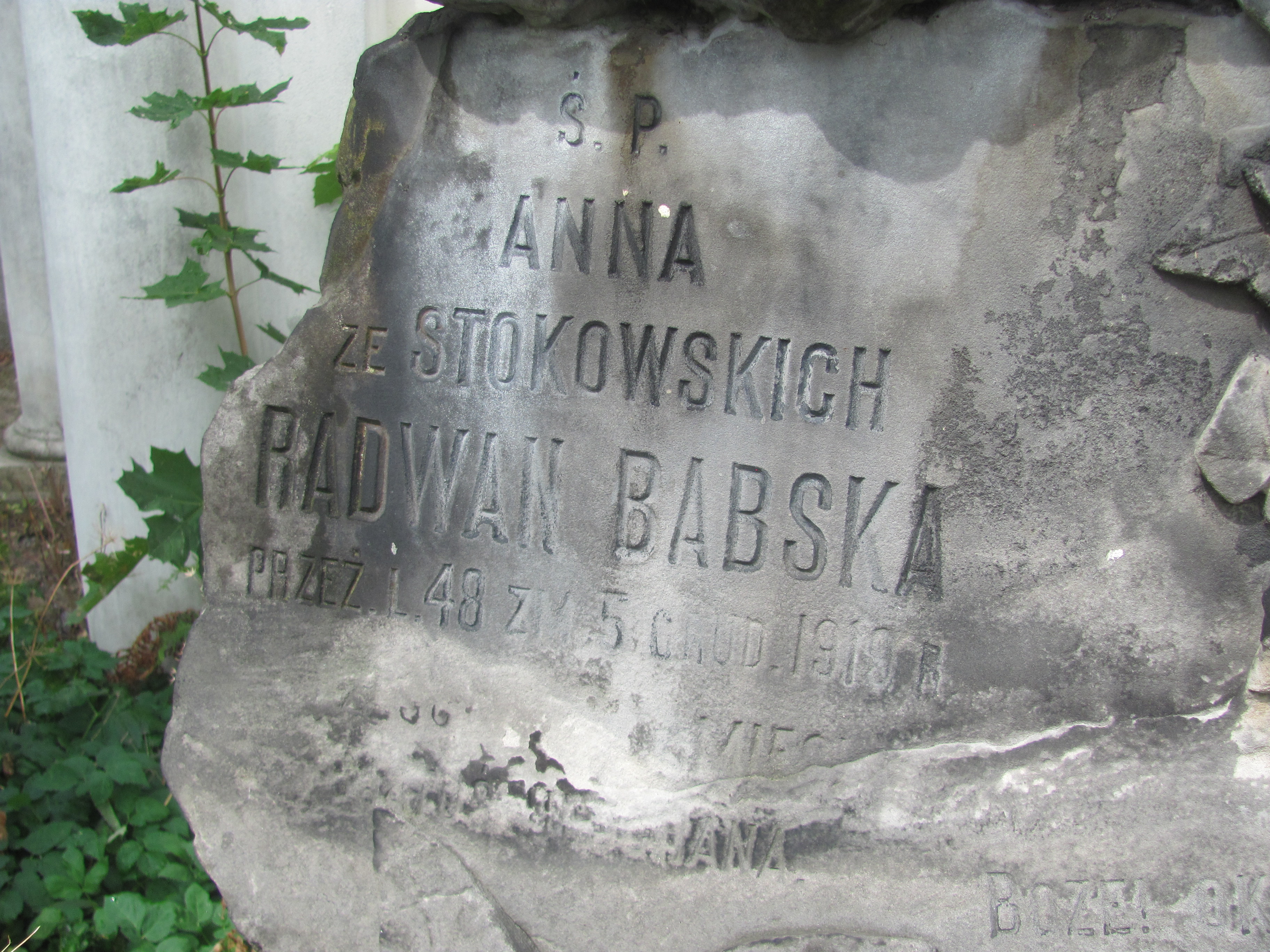 Anna Radwan babska Kalisz Katedra - Grobonet - Wyszukiwarka osób pochowanych